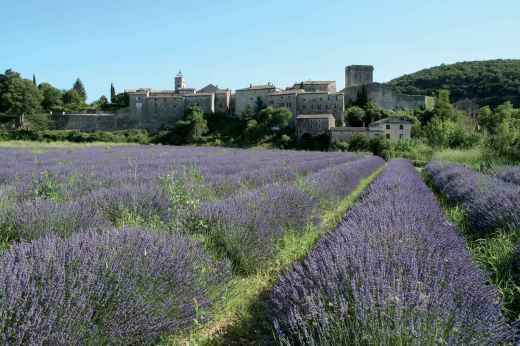 montclus-vue-lavandes.jpg -