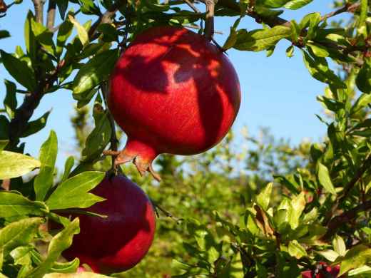 la-grenattitude.jpg -